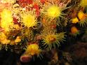 corail jaune solitaire - Leptopsammia pruvoti